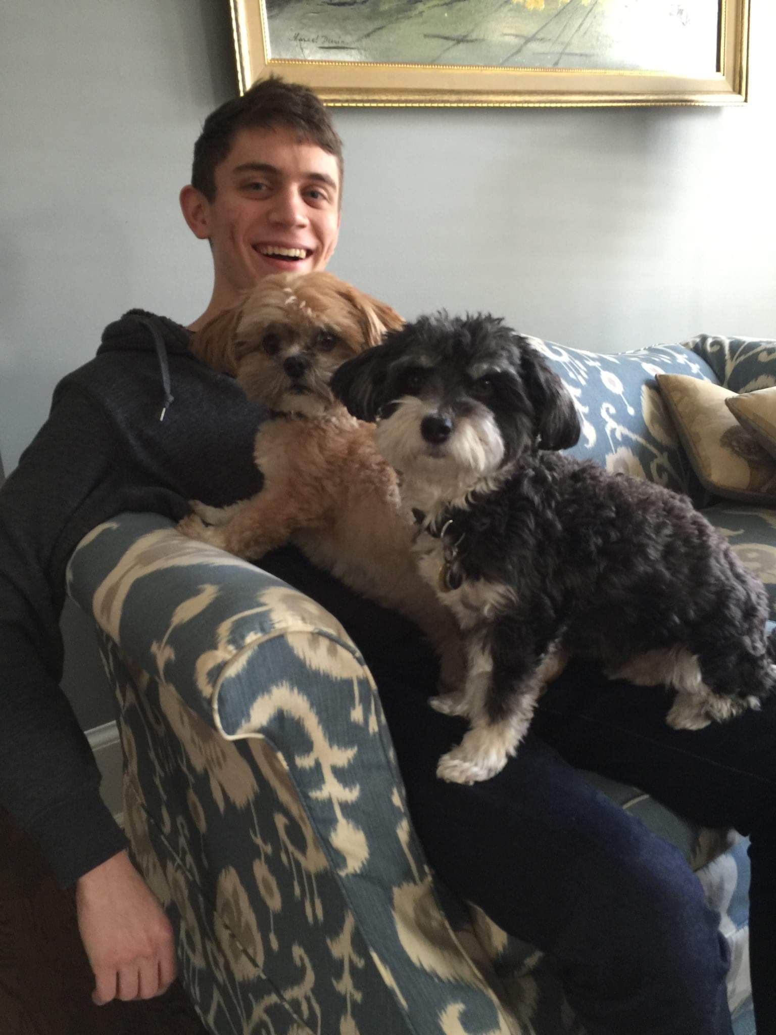 Dogs!