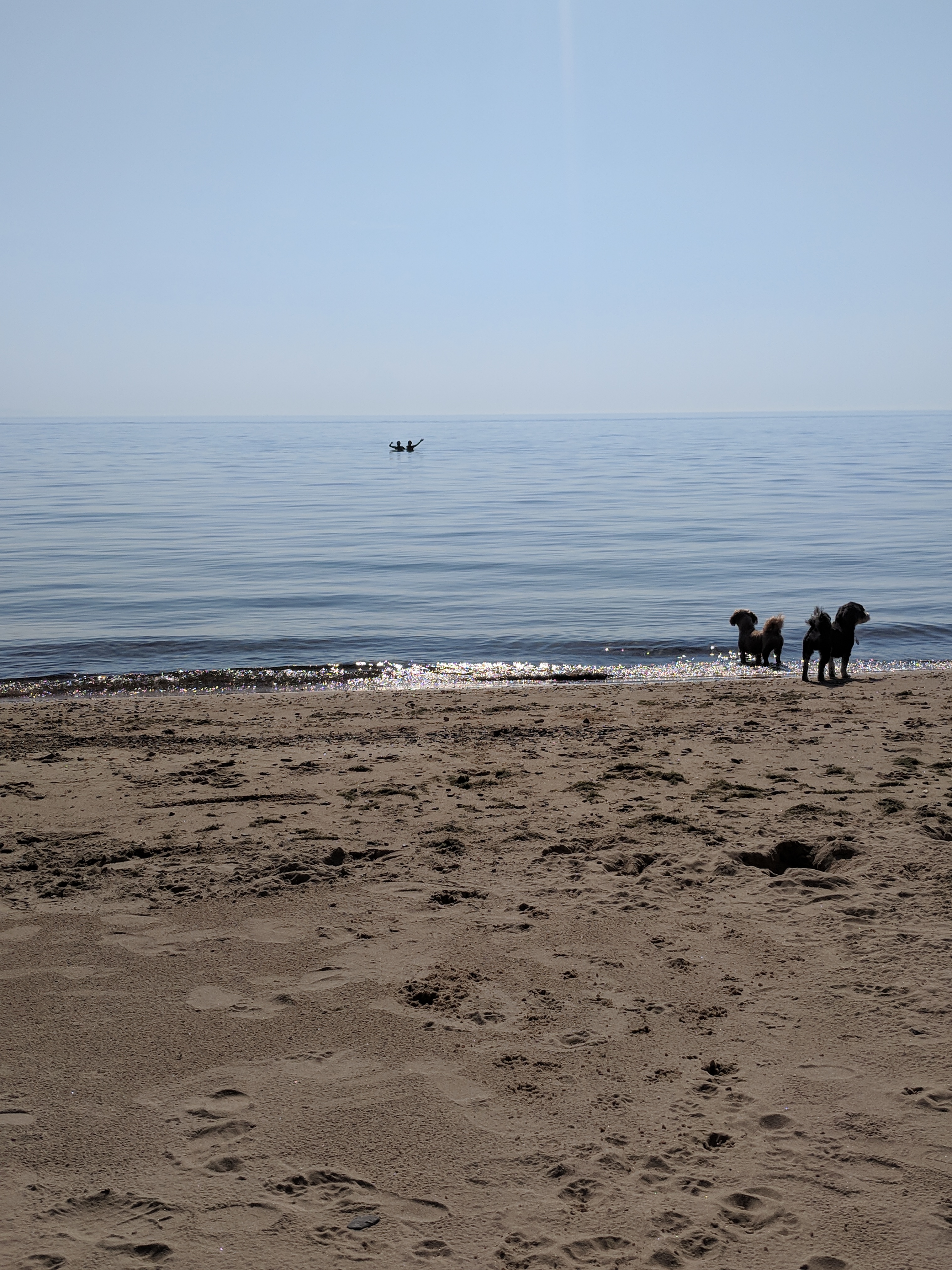 Dogs!